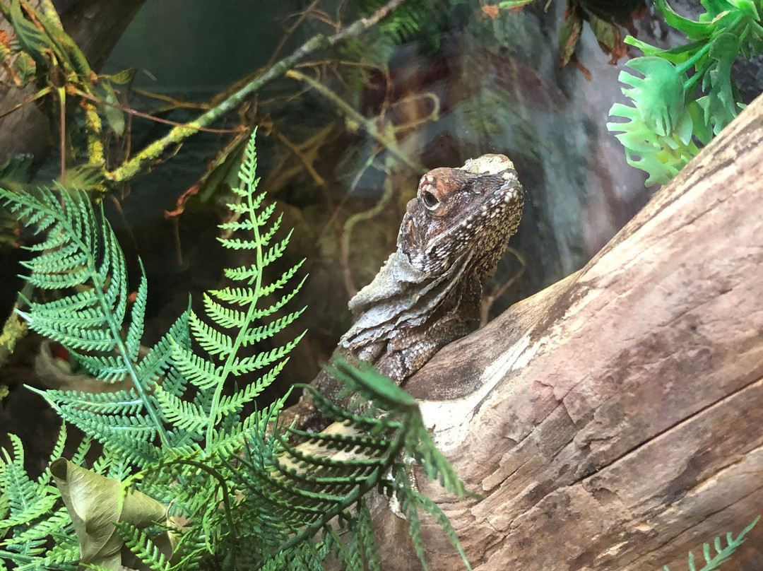 The National Reptile Zoo-Gowran必去景点