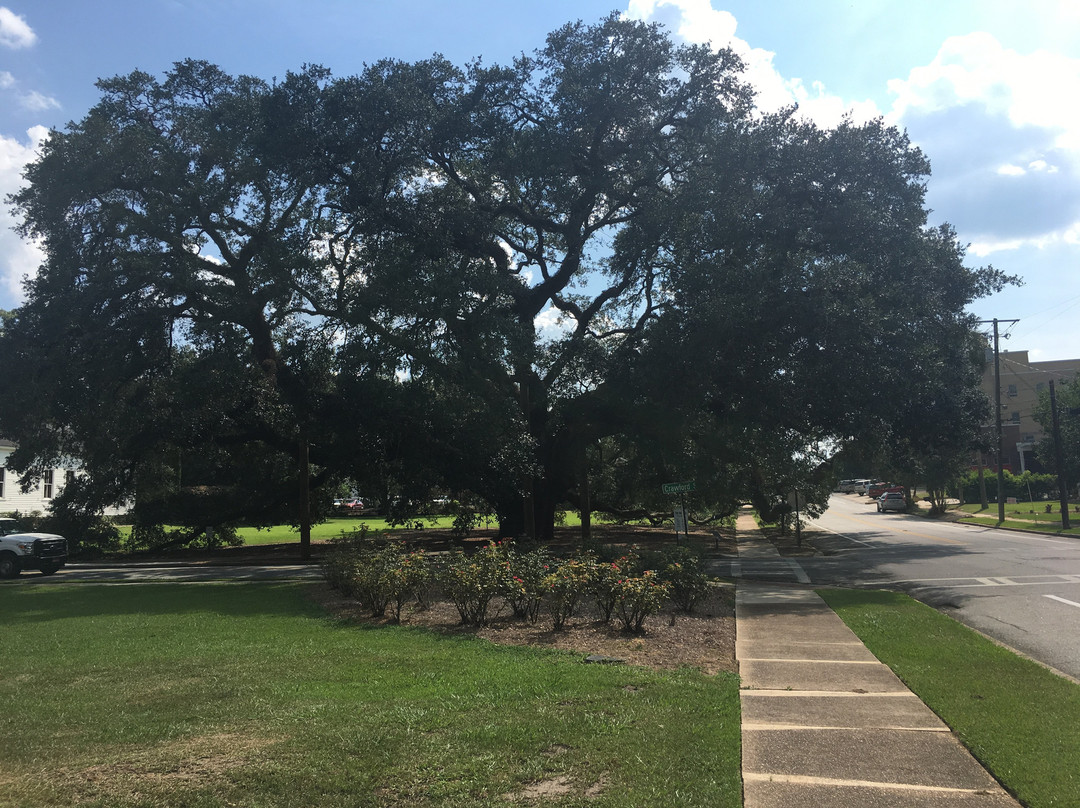 Thomasville's Historic Big Oak-Thomasville必去景点