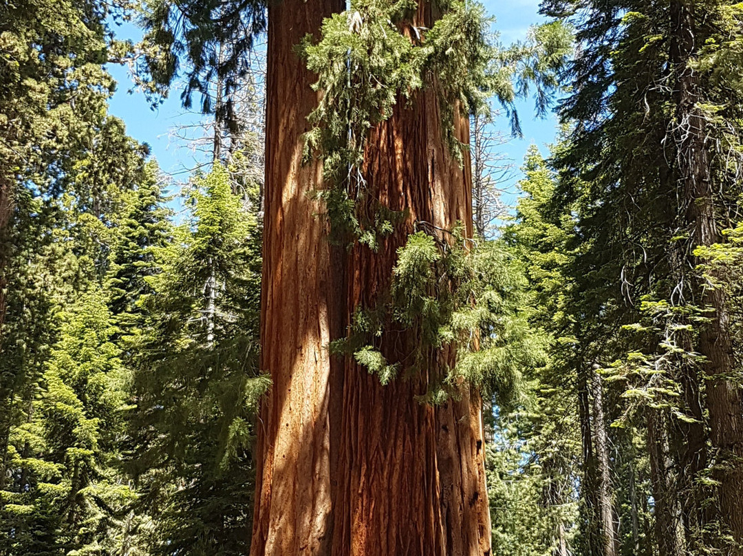 Sequoia and Kings Canyon National Parks景点图片