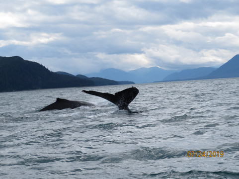 Alaska Humpback Adventures-朱诺必去景点