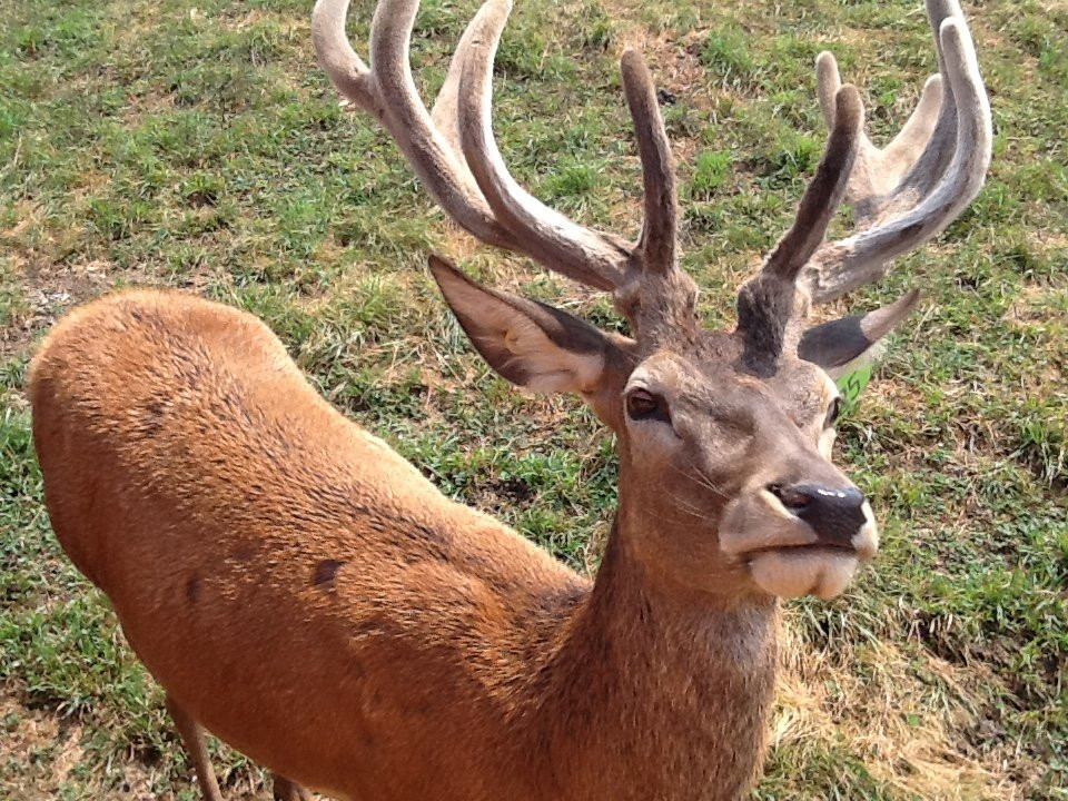 Red Deer at Rolling Hills Farm景点图片