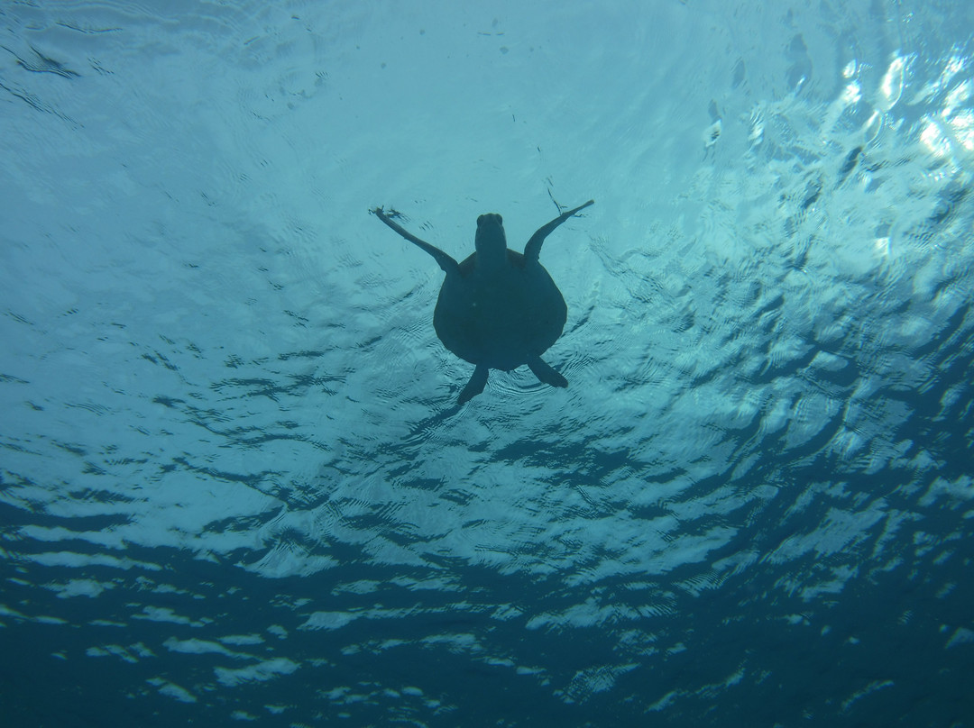 Trunkdivers-库拉索必去景点