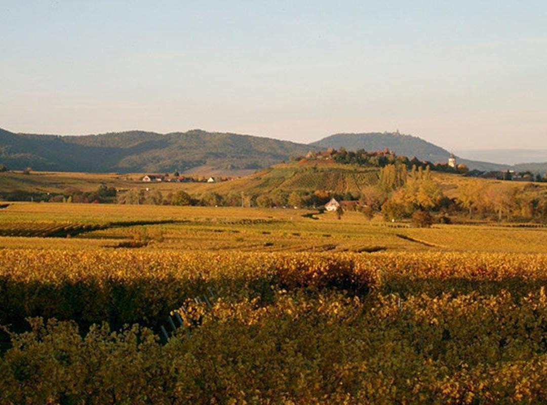 Domaine Baumann - Zirgel
