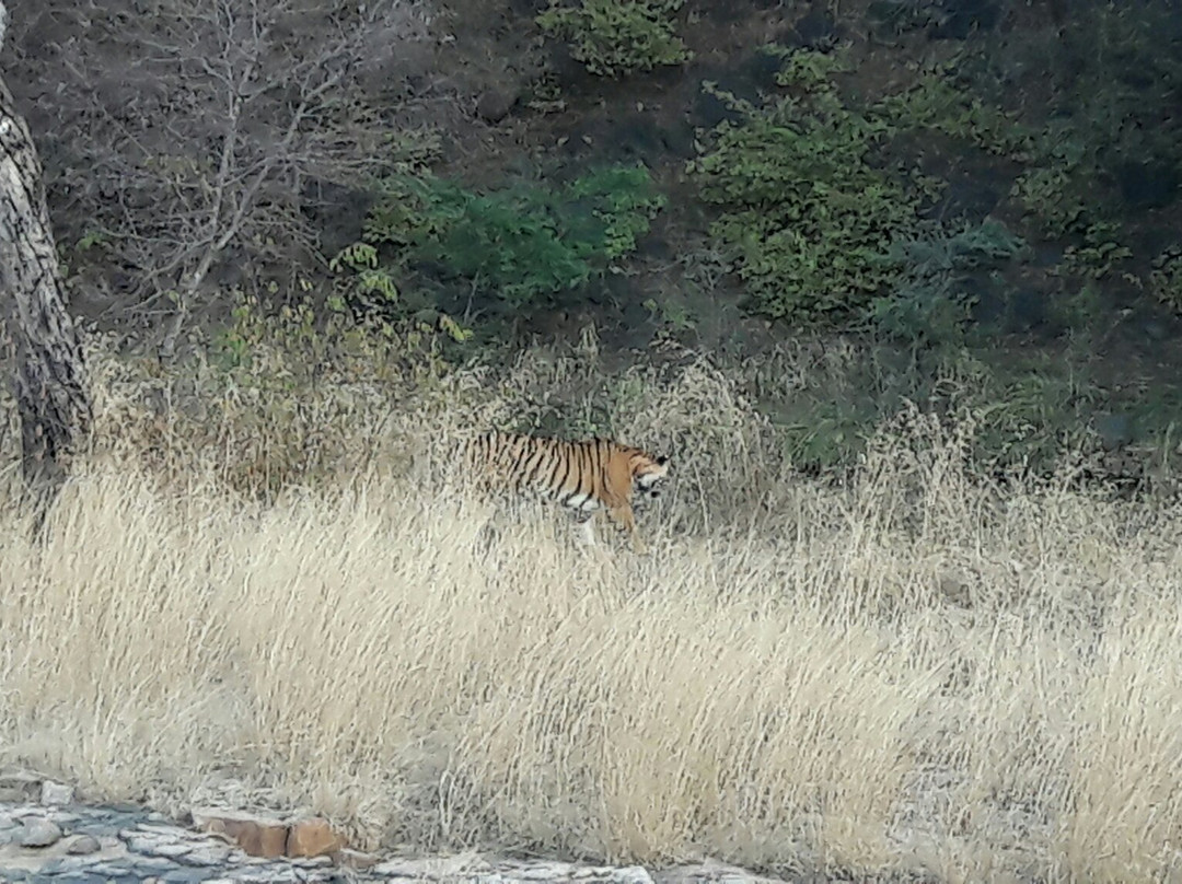 Ranthambore Tiger Safari景点图片