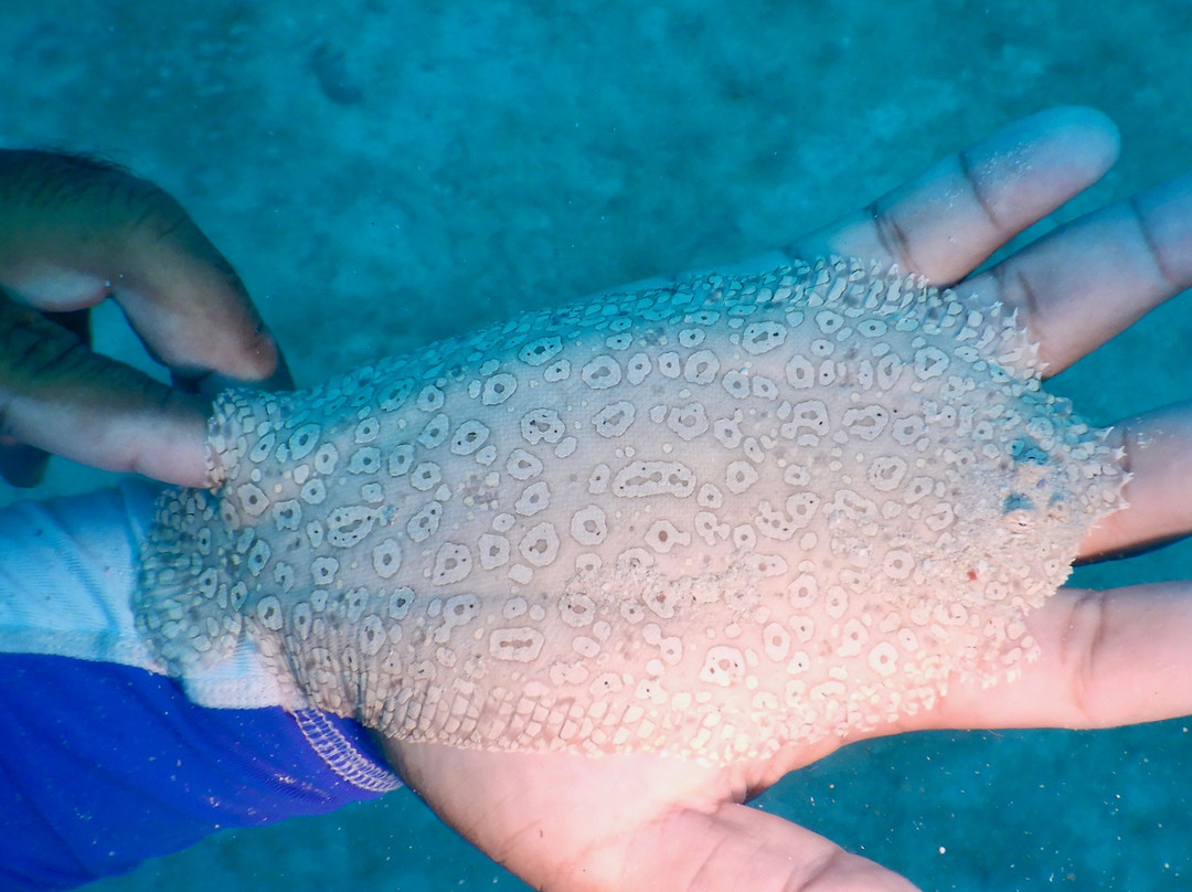 Aquarius Redang Dive Centre-热浪岛必去景点