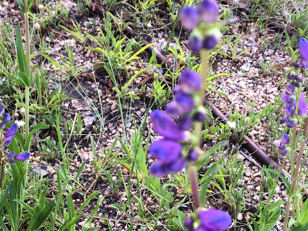 Mrs. Walsh's Garden景点图片