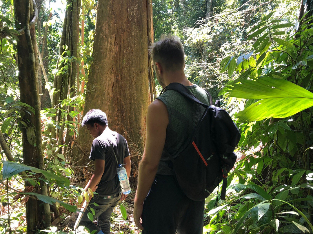 Jungle Tour With Salman-Ketambe必去景点