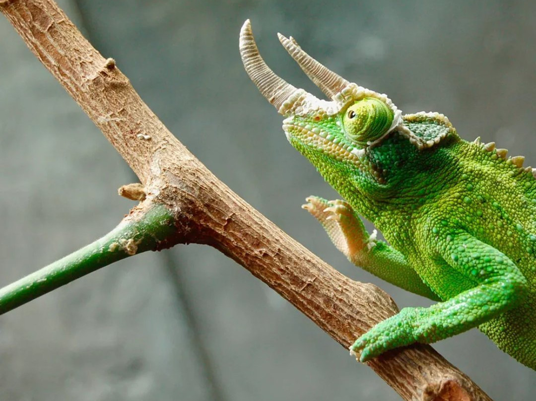 Mount Suswa Conservancy