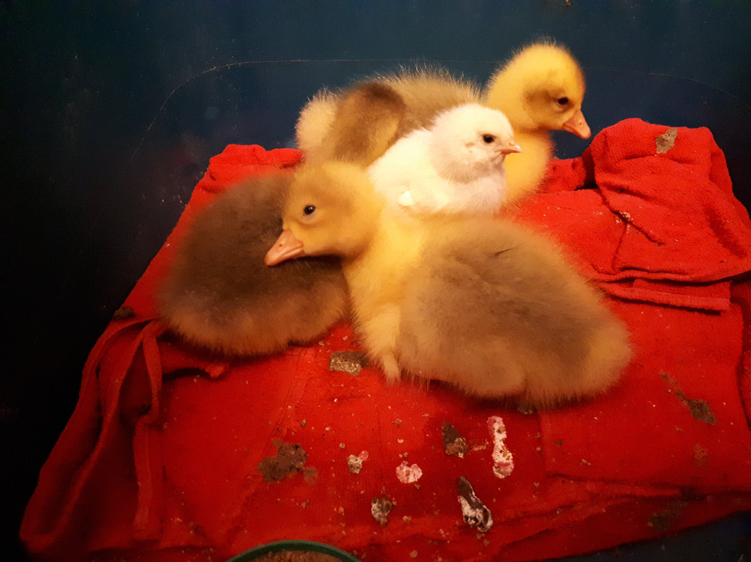 Fenek Farms-Lumsden必去景点