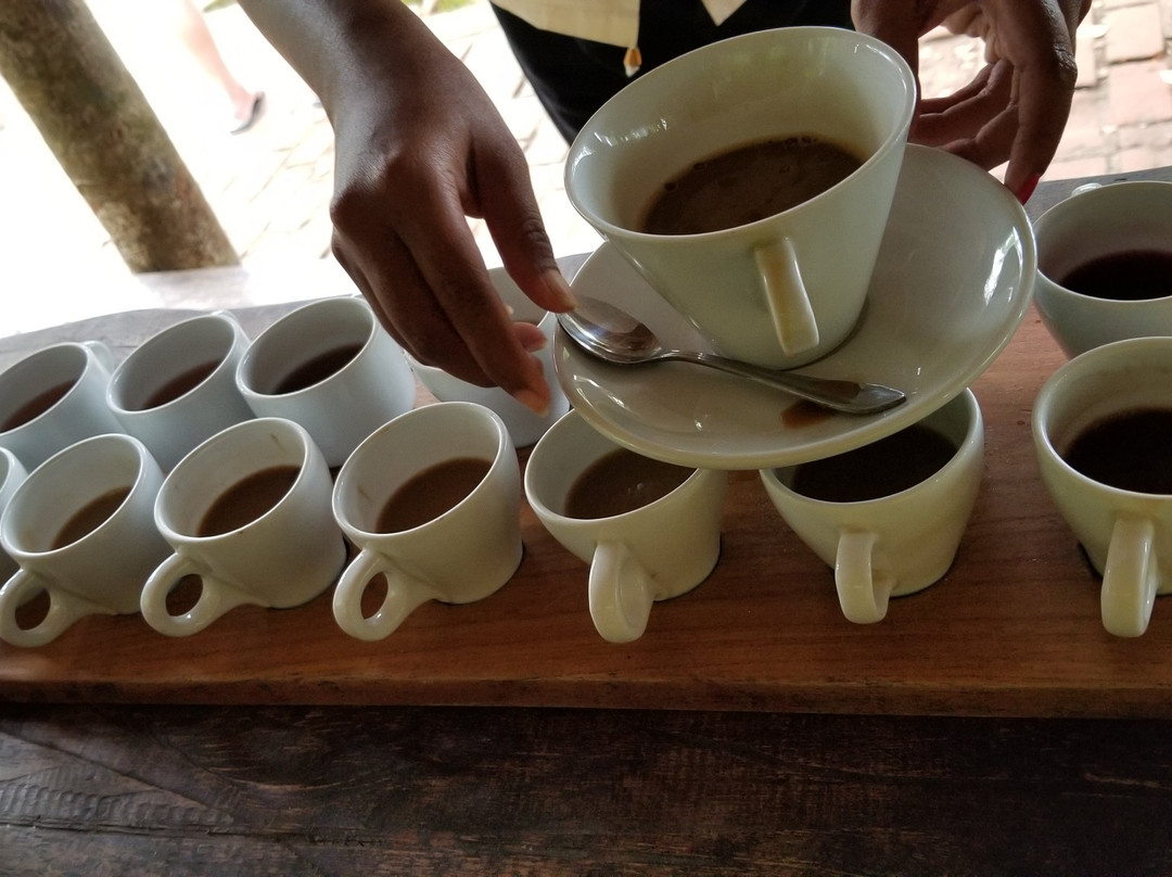 Luwak Civet Coffee Farm景点图片