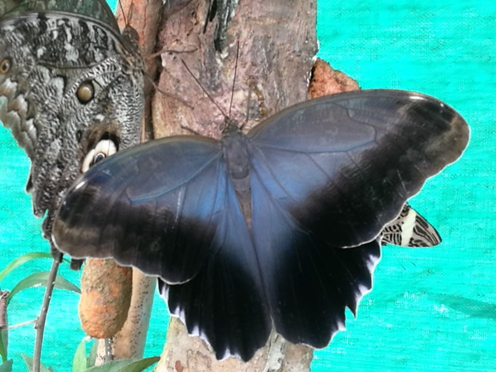 Nathaly Butterfly Garden-明多必去景点