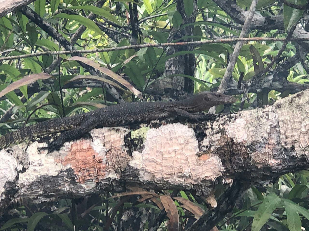 Bintan Mangrove Discovery - Day Tour景点图片