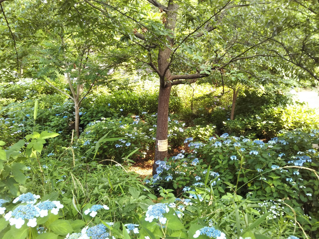 Ajisai Park-小平市必去景点