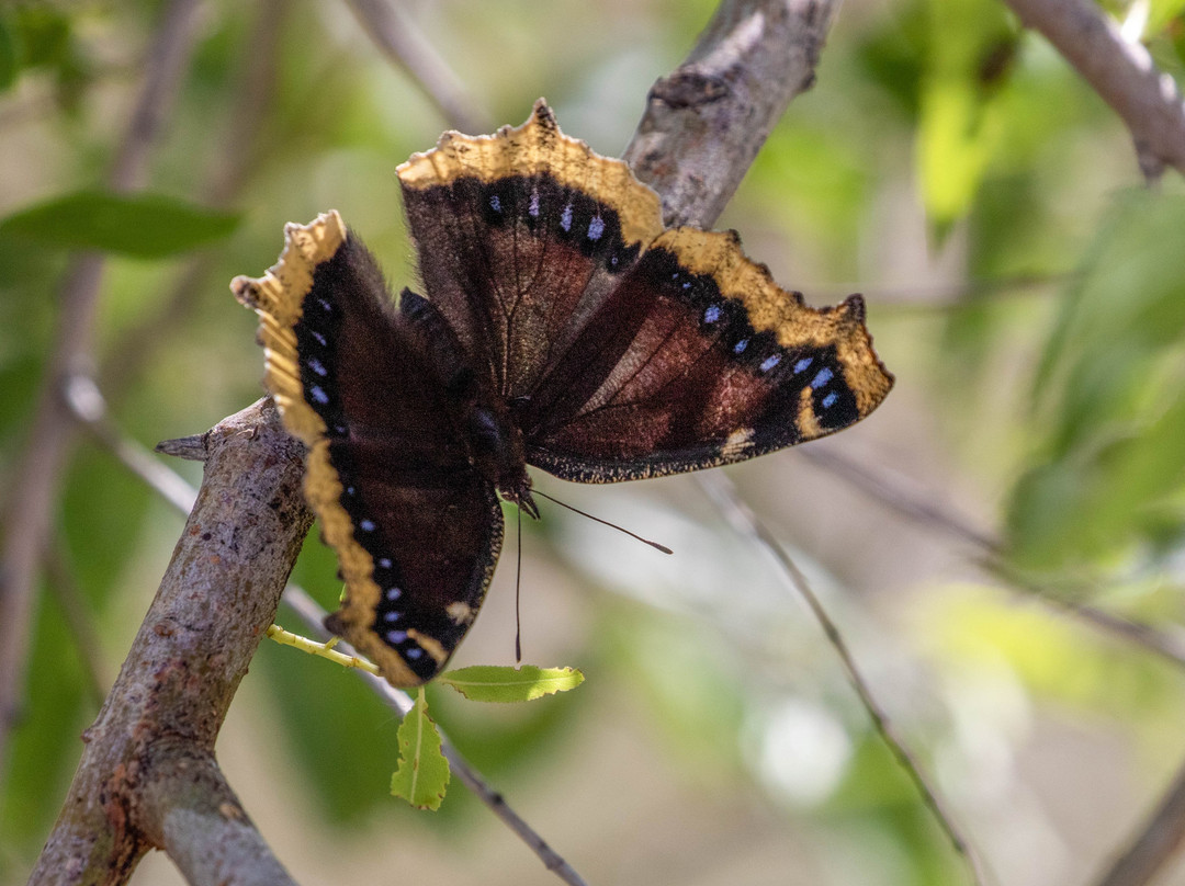 2023年12月Scott Matheson Wetlands Preserve景点攻略Scott Matheson Wetlands