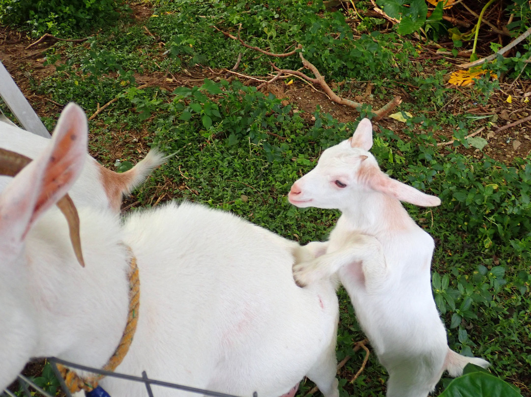 Minshuku Nodoka主图