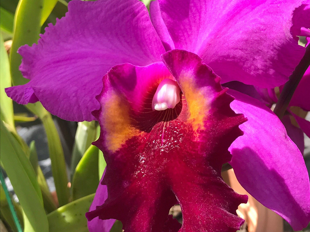 Deebles Point Art Gallery And Café-Saint Philip Parish必去景点