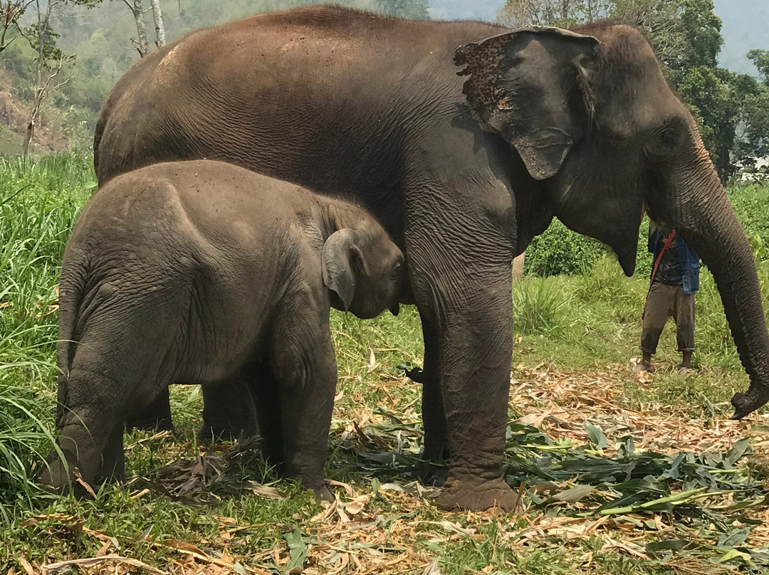 Karen Elephant Family-沙蒙必去景点