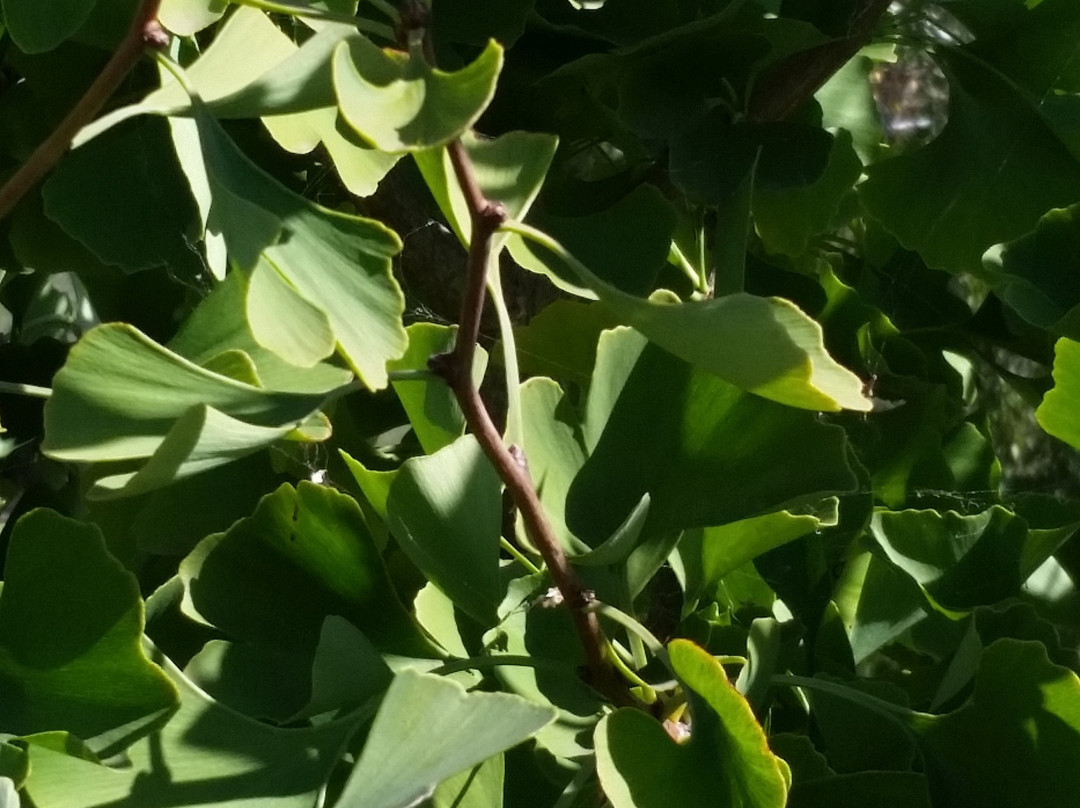 Mt Buffalo Olives-Porepunkah必去景点