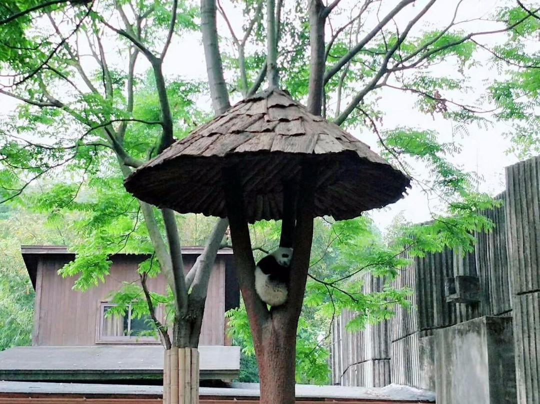 Chengdu One Day Tours-成都必去景点