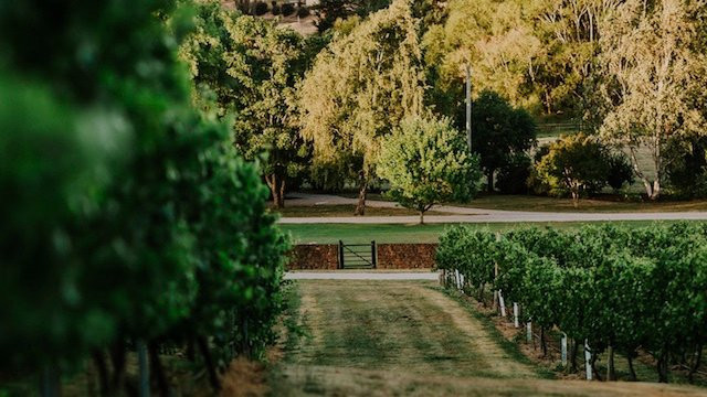 Meander Valley Vineyard-Red Hills必去景点