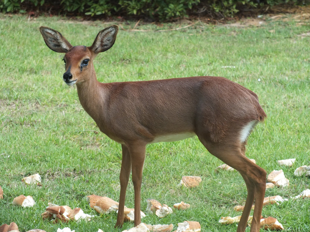 Goblin's Creek Manor House主图