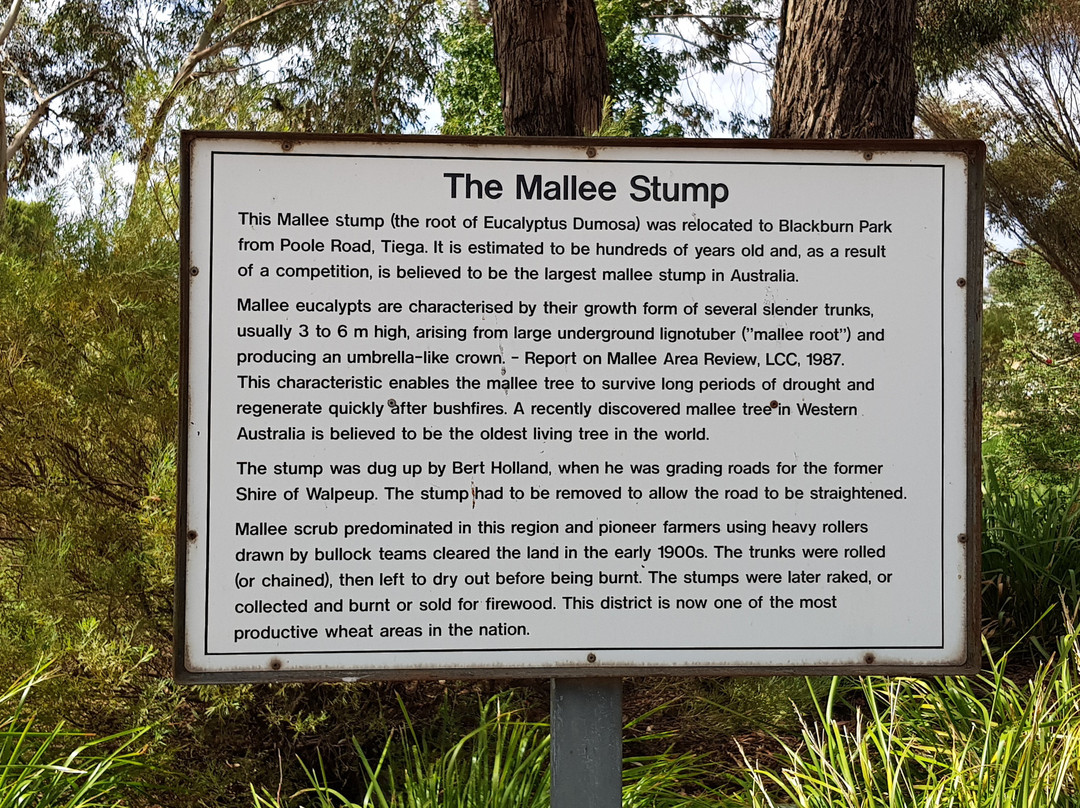 Big Mallee Root Stump-Ouyen必去景点