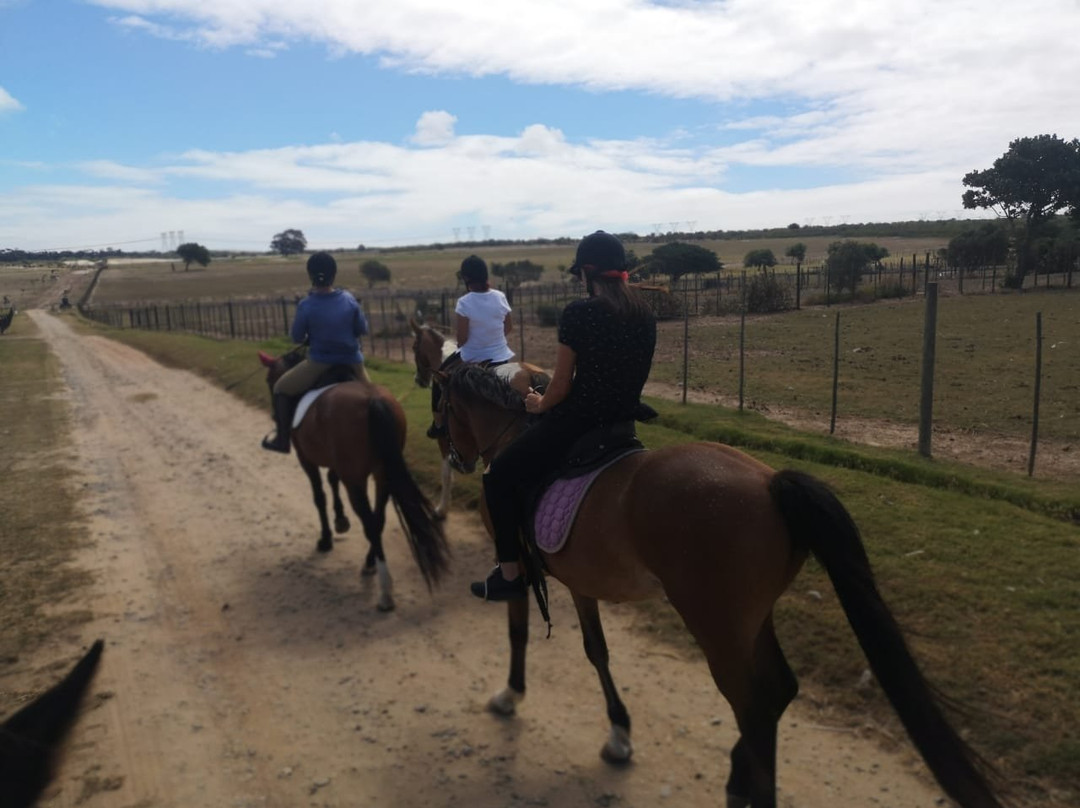 Mountain View Horse Trails-开普敦中心区必去景点