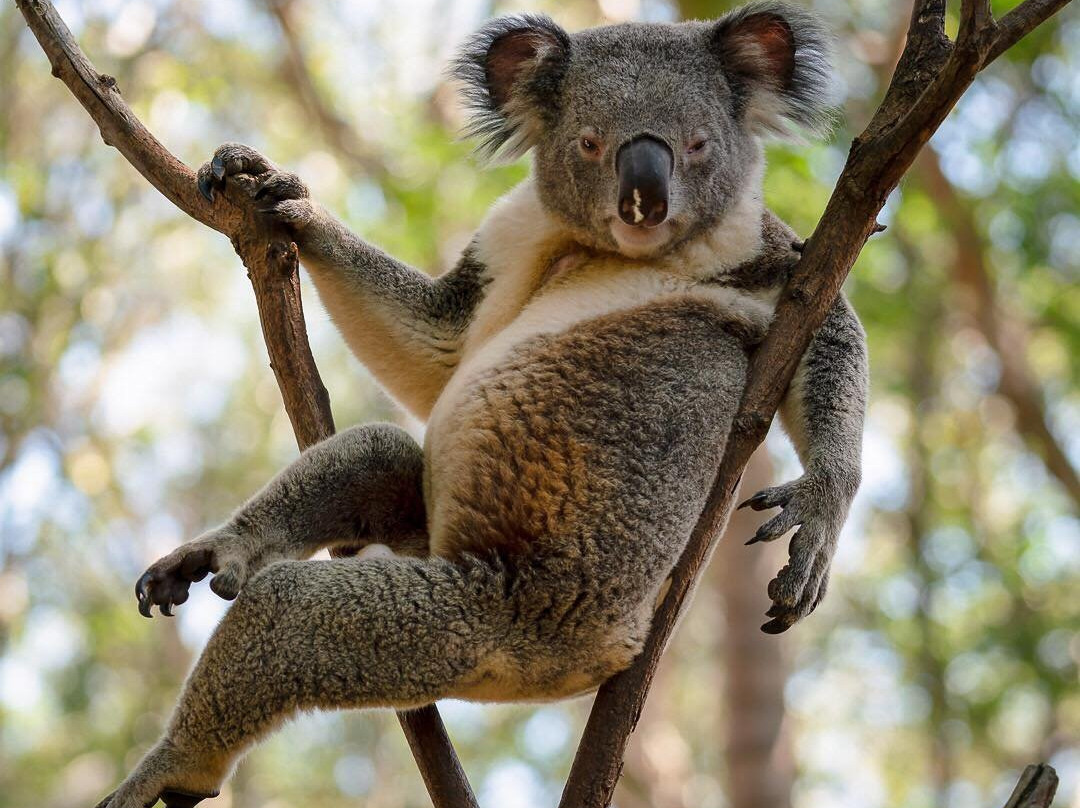 可伦宾野生动物园-可伦宾必去景点