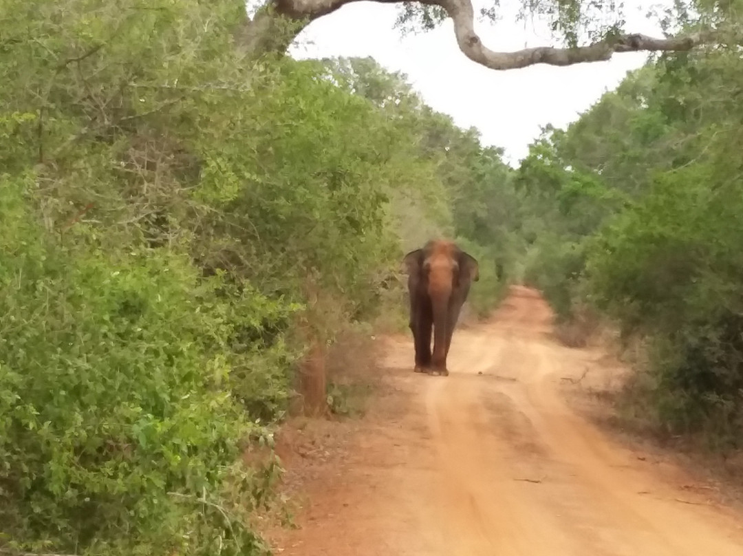 Kamal Safari Bundala Park-Hambantota必去景点