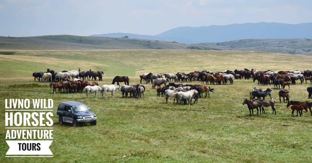 Livno Wild Horses Adventure Tours景点图片