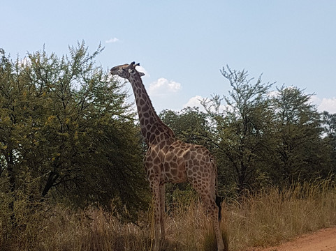 Evo's African Shuttle-三图里恩必去景点