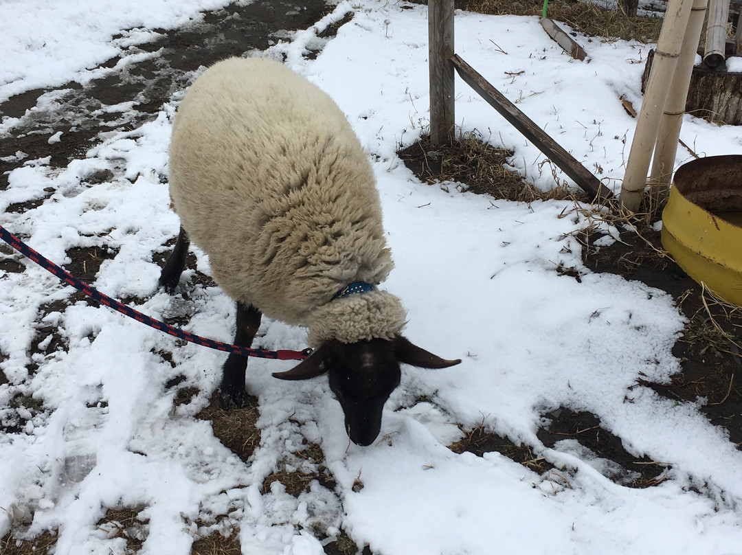 Iwanuma Sheep Village-岩沼市必去景点