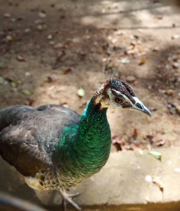 Deer Park-亚尔考德必去景点