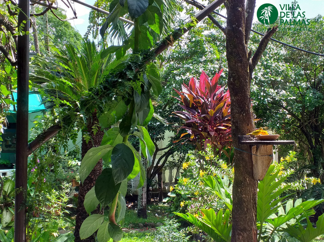 Hotel Villa De Las Palmas主图