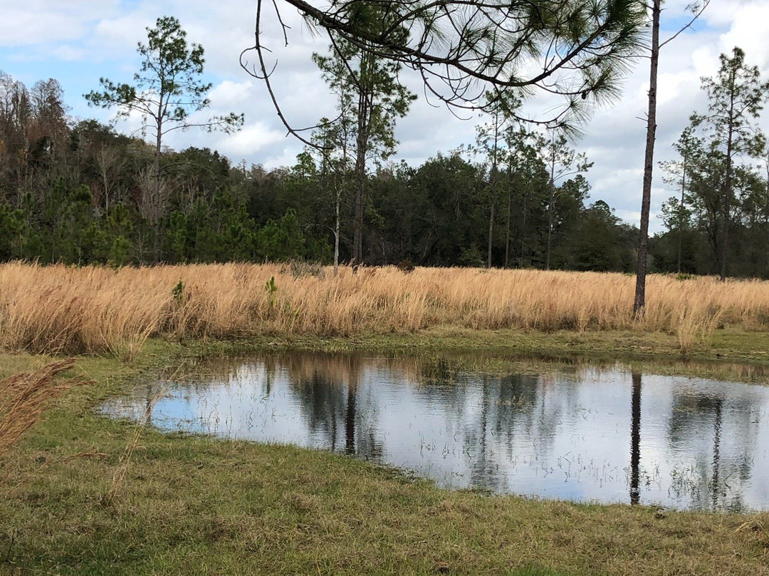 Lower Green Swamp Reserve景点图片