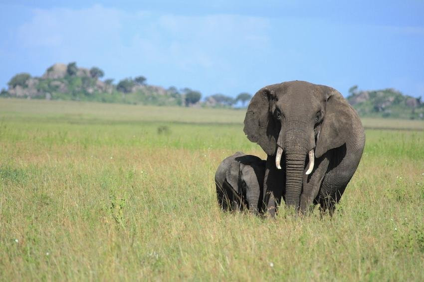 Nyuchi Safaris-哈拉雷必去景点