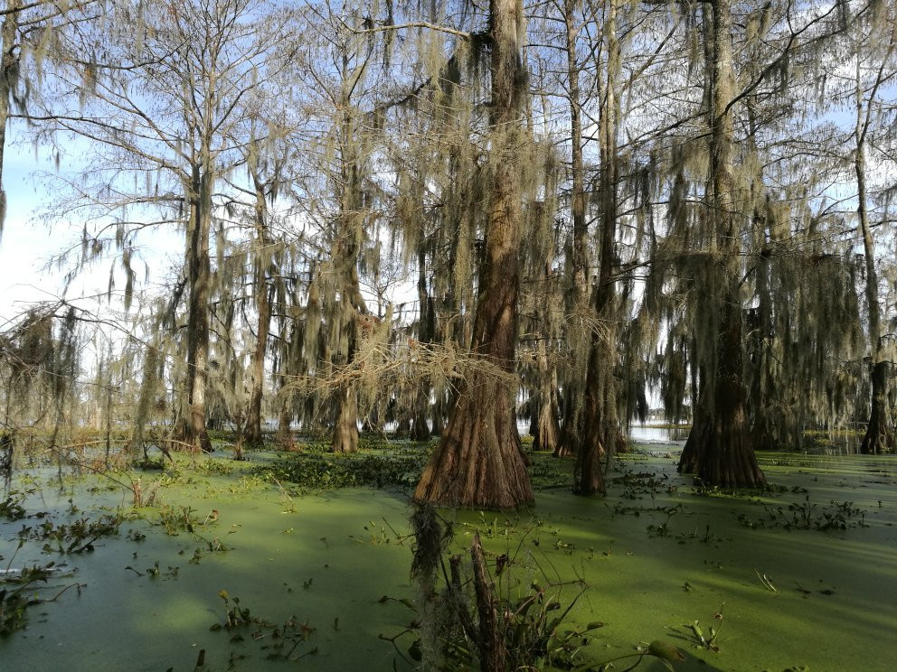 Swamp Tours of Acadiana景点图片