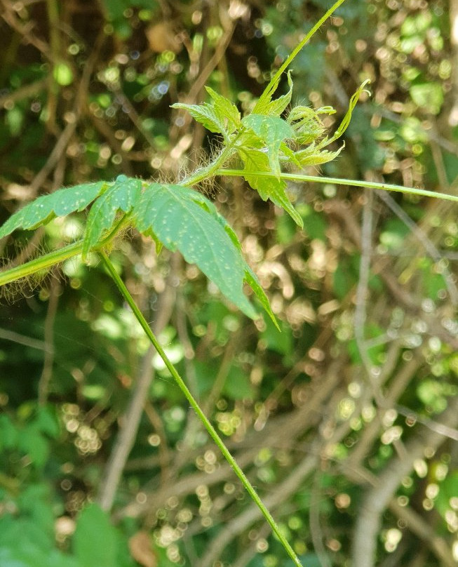 Royal Mile Budongo Forest-马辛迪必去景点