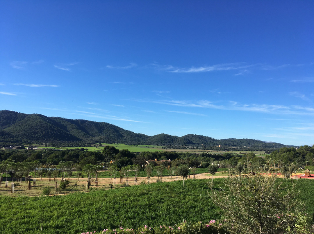 马洛卡柏悦酒店主图