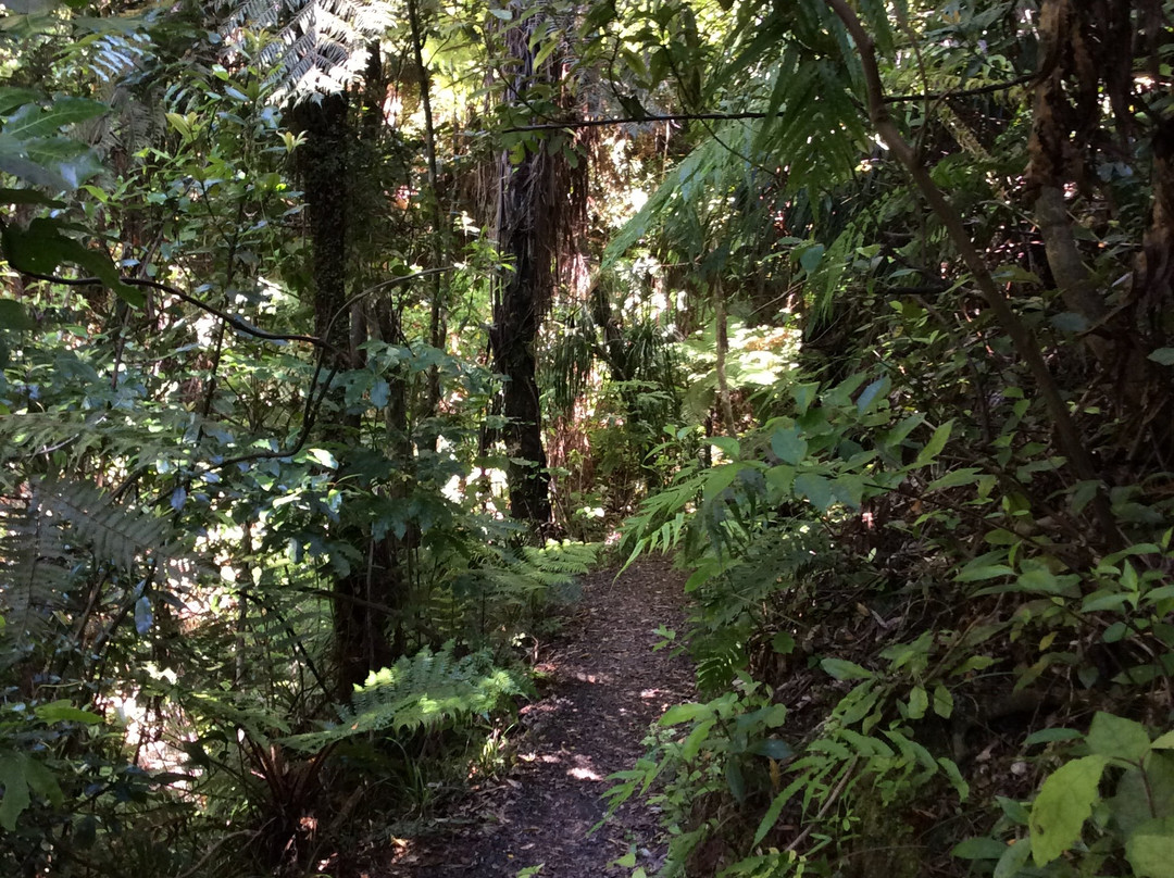 Square Kauri Tree-科罗曼德必去景点