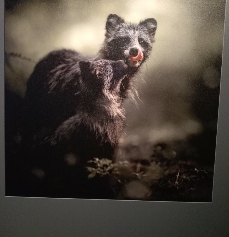 Natural History Museum of Central Finland-于韦斯屈莱必去景点