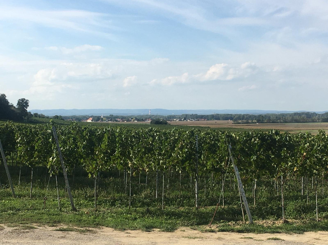 Traismauer旅游攻略图片