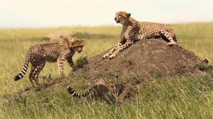 Spot Kenya Safaris景点图片