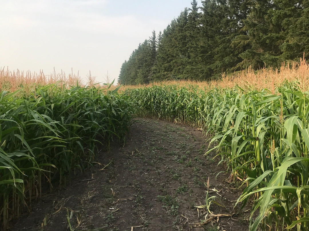 The Amazing Field Maze景点图片