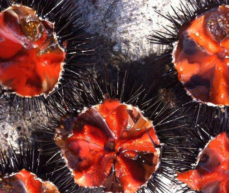 Antissa餐馆和美食-Australia