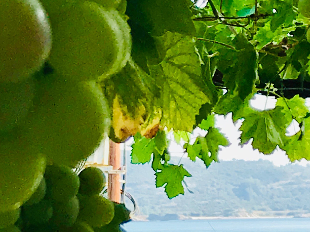 Sarti Paradise主图