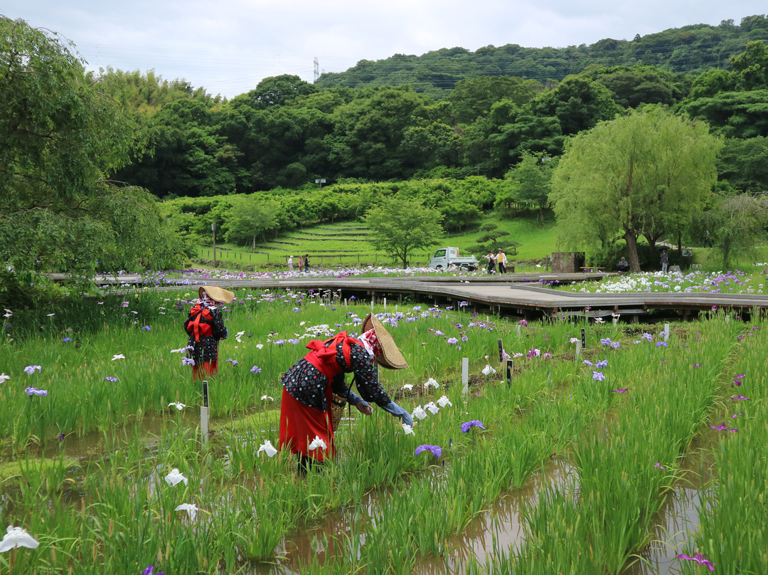 Yokosuka City Iris Flower Garden景点图片