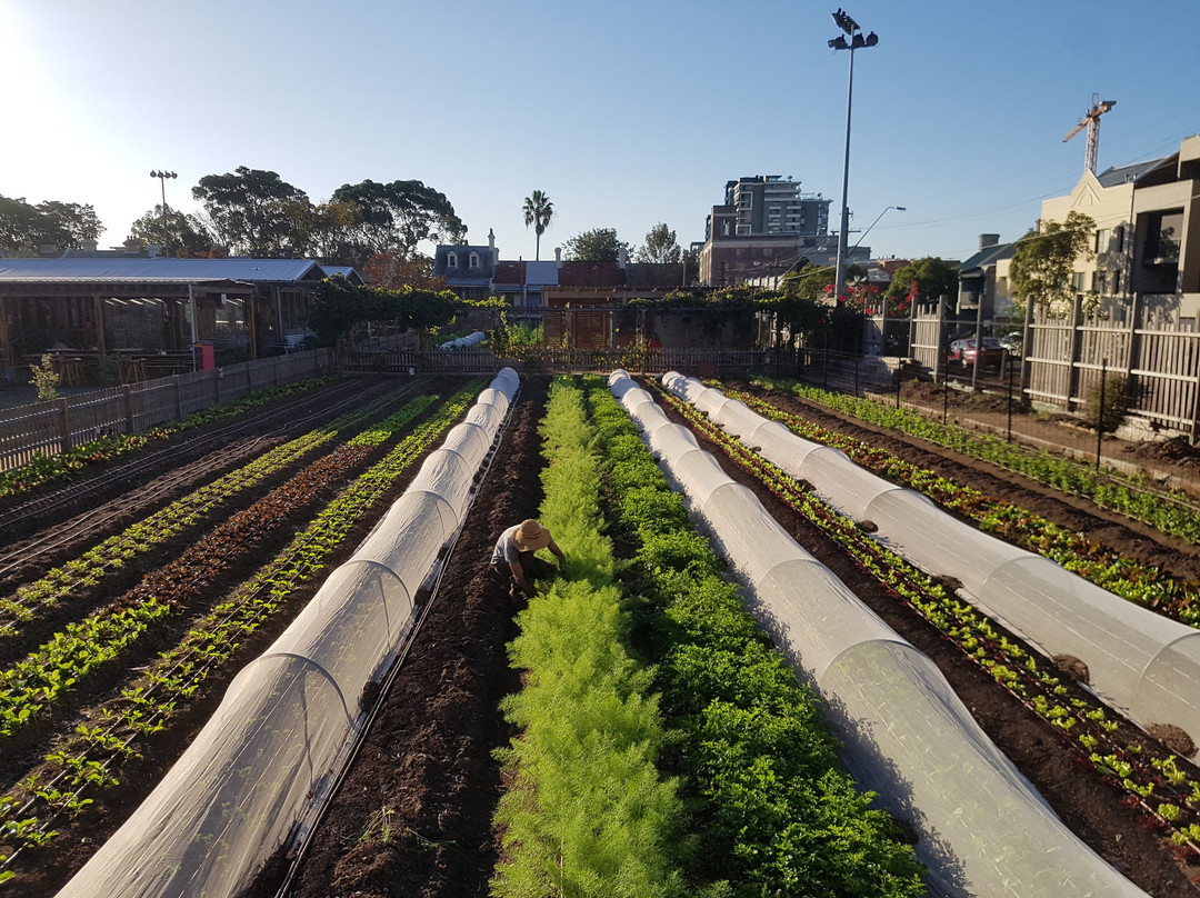 Camperdown旅游景点-Pocket City Farms