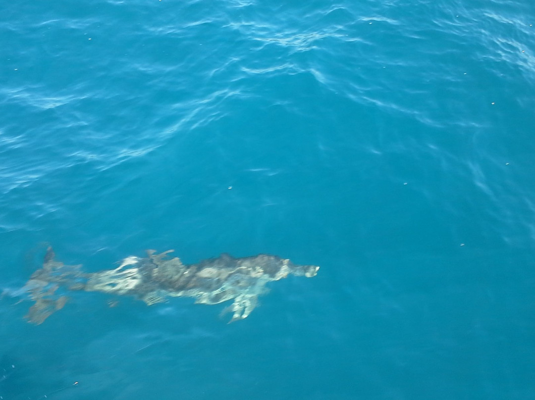 Reef Raider Fishing Charters-恩格尔伍德必去景点