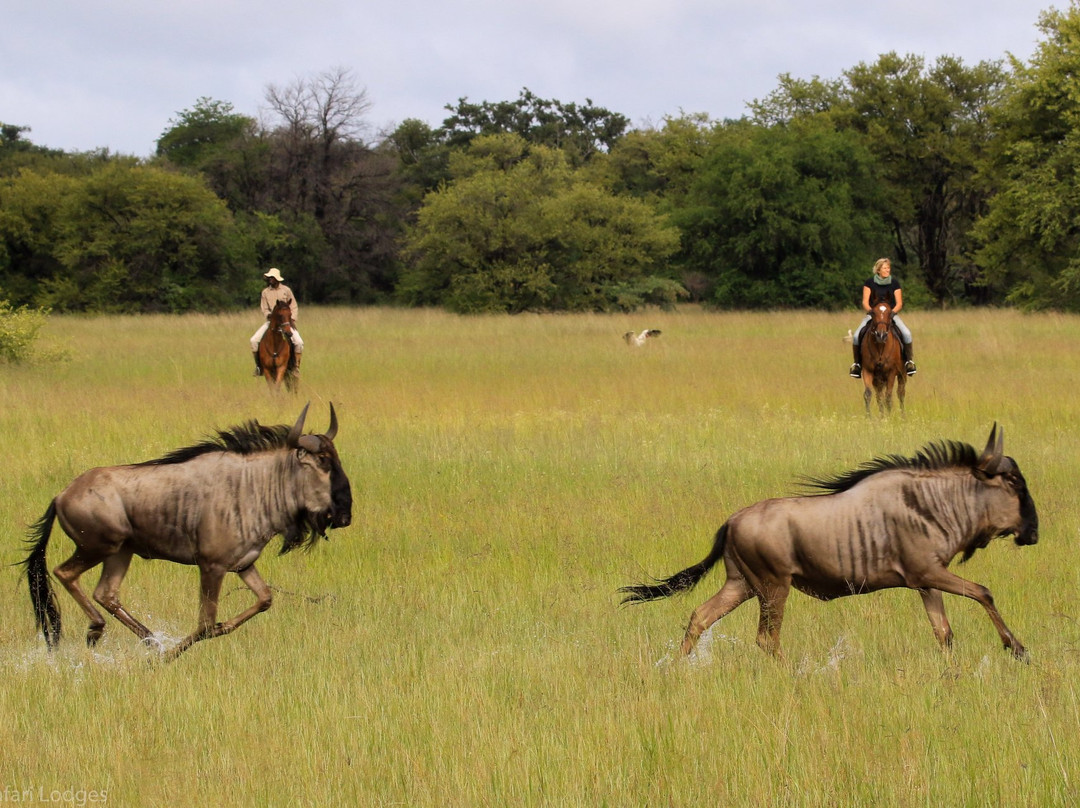 Hwange Horseback Safaris景点图片